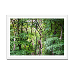 Bolderwood 2 Framed Print