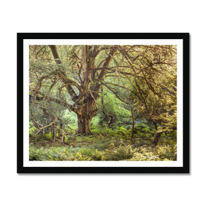 Mark ash wood Framed Print