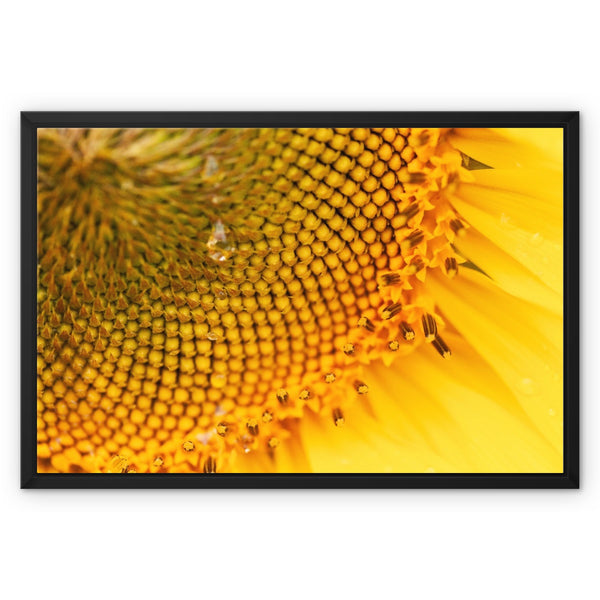 Sun Flower 3 Framed Canvas