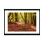 Forest 10 Framed & Mounted Print