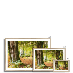 Forest 18 Framed Print