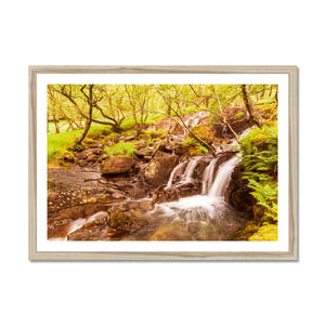 Forest 27 Framed Print