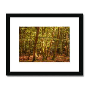 Forest 26 Framed & Mounted Print