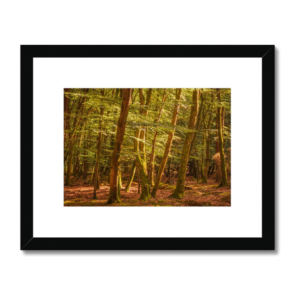 Forest 26 Framed & Mounted Print