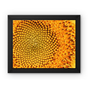 Sun flower 1 Framed Canvas