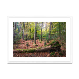 Tranquil autumn woodland