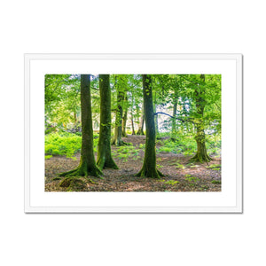 Puckpits Beeches Framed & Mounted Print