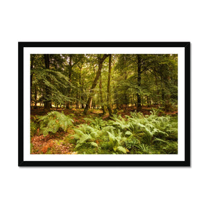 Forest 3 Framed Print