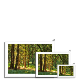 Forest 15 Framed Print