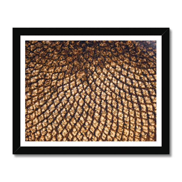 Sun Flower seeds 5 Framed Print