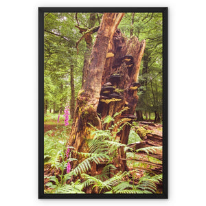 Forest  23 Framed Canvas