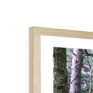 Tranquil autumn woodland