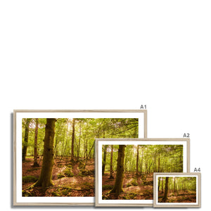 Forest 8 Framed Print