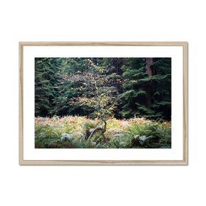 Baby beech Autumn Framed & Mounted Print