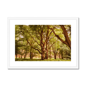 Forest 2 Framed & Mounted Print