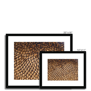 Sun Flower seeds 5 Framed & Mounted Print