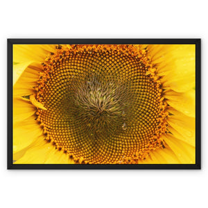 Sun Flower 2 Framed Canvas