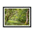 Bolderwood 3 Framed Print