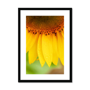 Sun Flower 4 Framed & Mounted Print