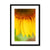 Sun Flower 4 Framed & Mounted Print