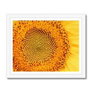 Sun flower 1 Framed Print