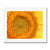 Sun flower 1 Framed Print