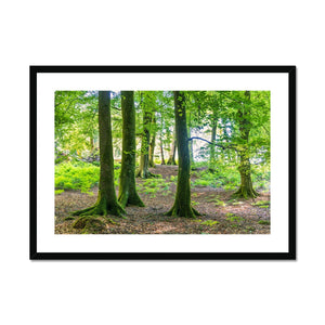 Puckpits Beeches Framed & Mounted Print