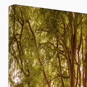 Forest 2 Canvas