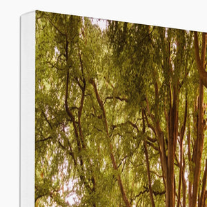 Forest 2 Canvas