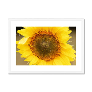 Sun Flower 2 Framed & Mounted Print