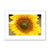 Sun Flower 2 Framed & Mounted Print