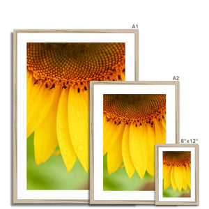 Sun Flower 4 Framed & Mounted Print