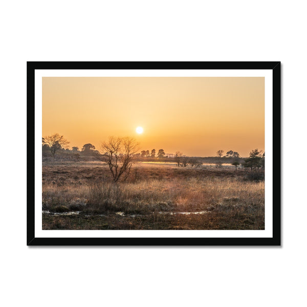 Sun reeds Framed Print