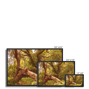 Forest 4 Framed Canvas