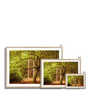 Forest 12 Framed Print