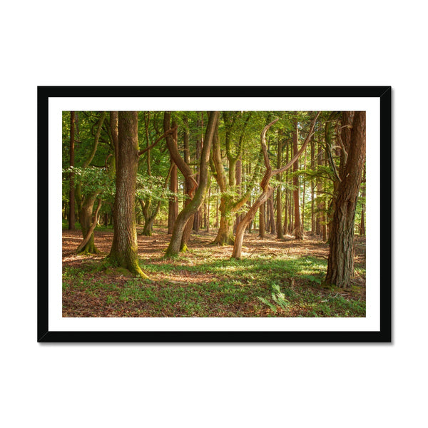 Forest 19 Framed Print