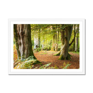 Forest 18 Framed Print