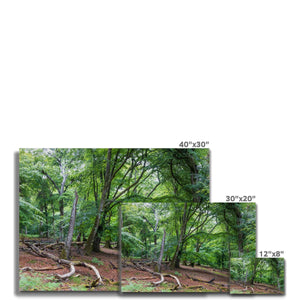 Deep forest landscape