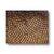 Sun Flower seeds 5 Canvas