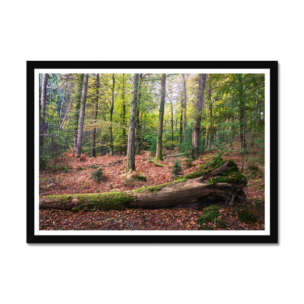 Autumn at Wilverly Framed Print