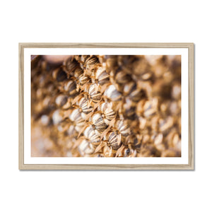 Sun Flower seeds 2 Framed Print