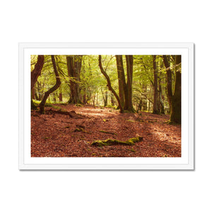 Forest 10 Framed Print