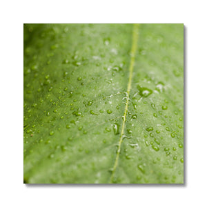 Leaf Macro 5 Canvas