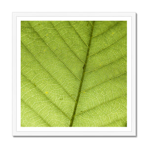 Leaf Macro 6 Framed Print