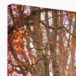 Forest 24 Canvas