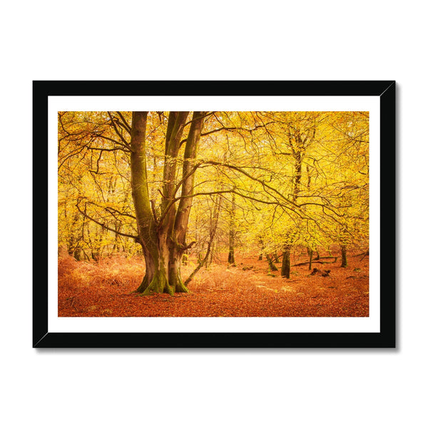 Forest 17 Framed Print