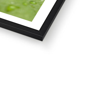 Leaf Macro 4 Framed Print