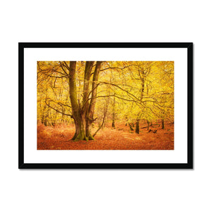 Forest 17 Framed & Mounted Print