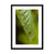 Leaf Macro 3 Framed & Mounted Print