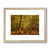 Forest 26 Framed & Mounted Print